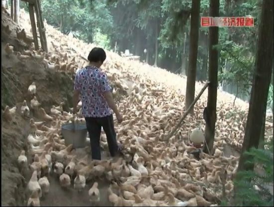 廣西岑溪：萬畝松香飄。央視視頻截圖。