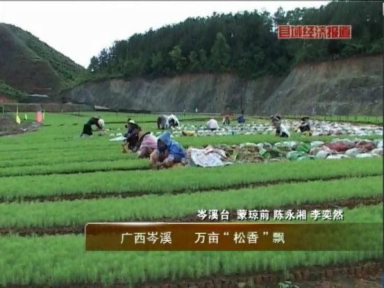廣西岑溪：萬畝松香飄。央視視頻截圖。